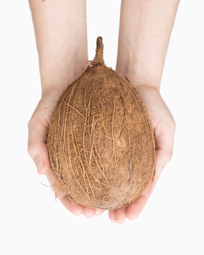 18-coconut400px