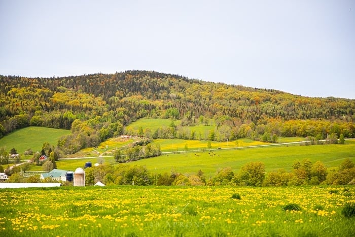 A landscape of the green hills of Vermont dairy country