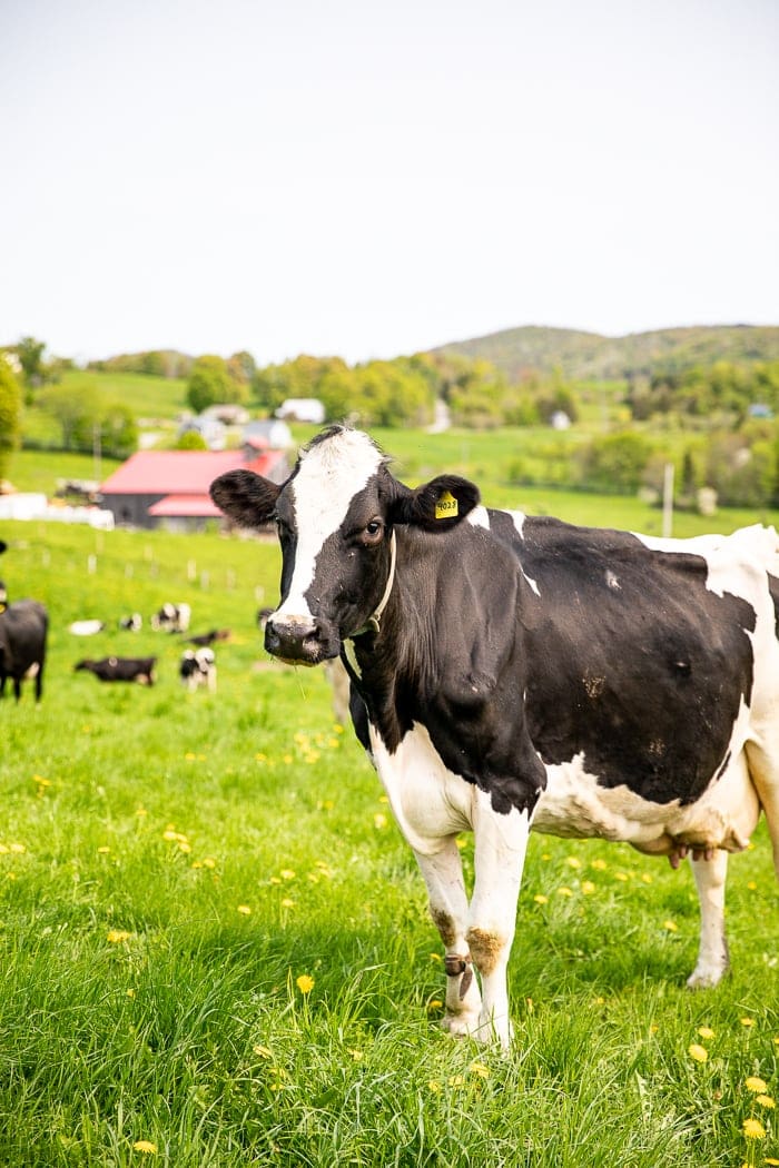 A dairy cow on a field in Vermont