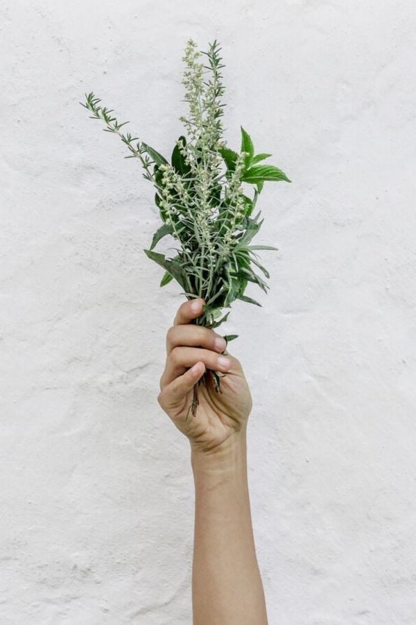 a hand holding a bunch of adaptogenic herbs against a white background