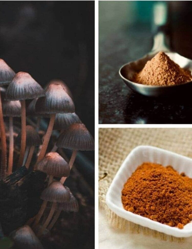 a collage of different medicinal mushrooms for anxiety