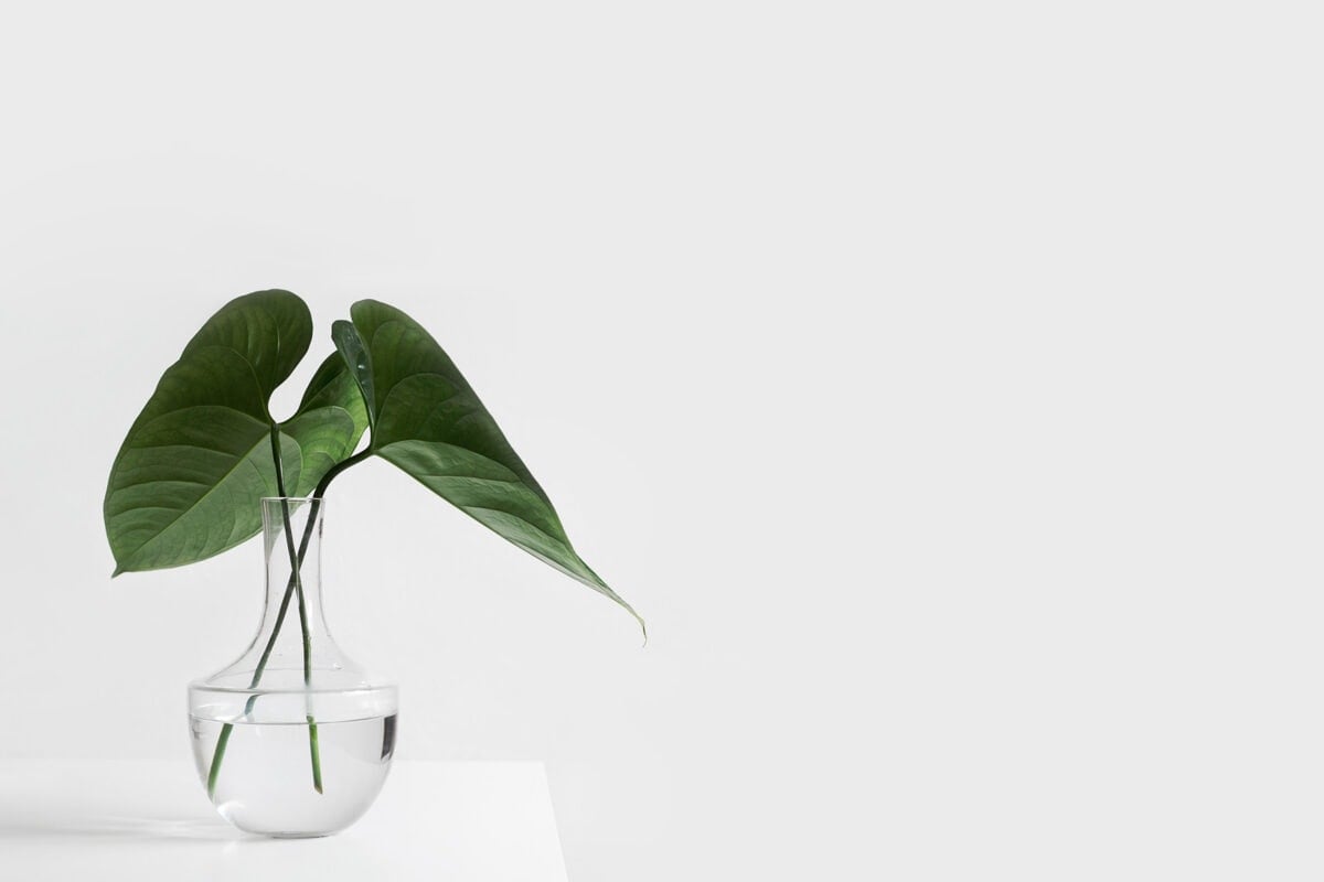 Two green monstera leaves in a glass vase on a white table in front of a white background.