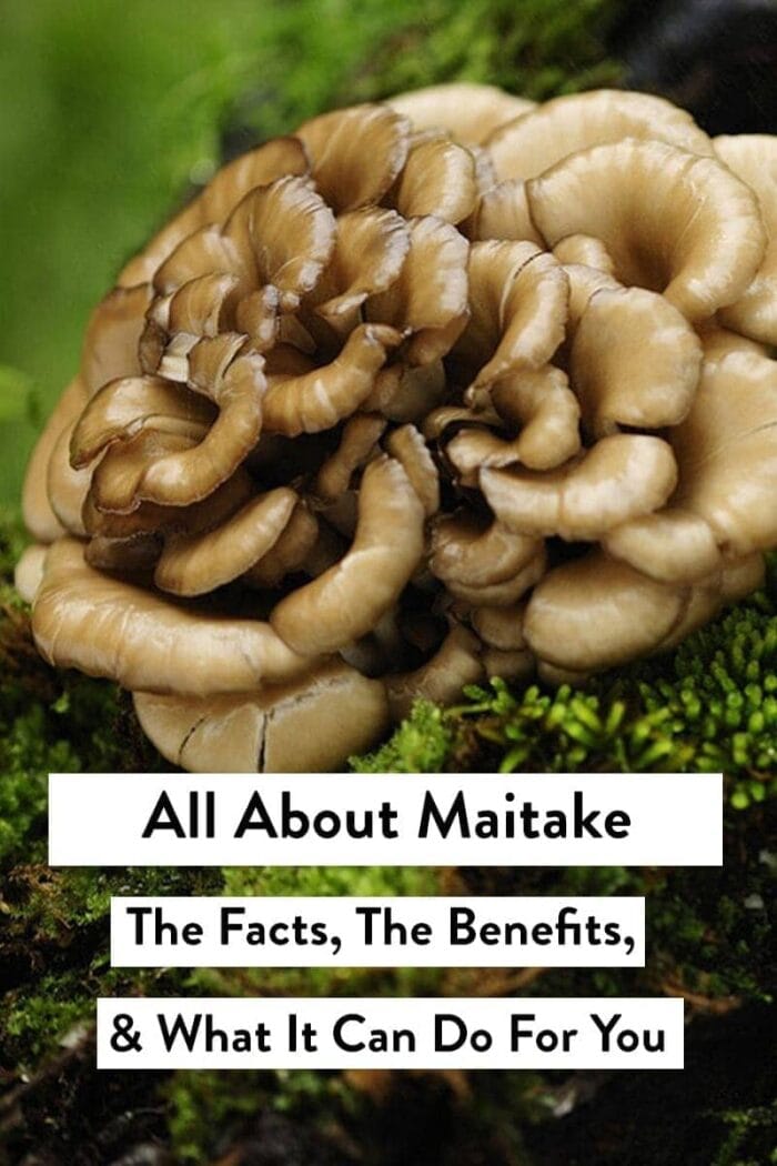 Maitake mushroom surrounded by moss with overlay text all about maitake