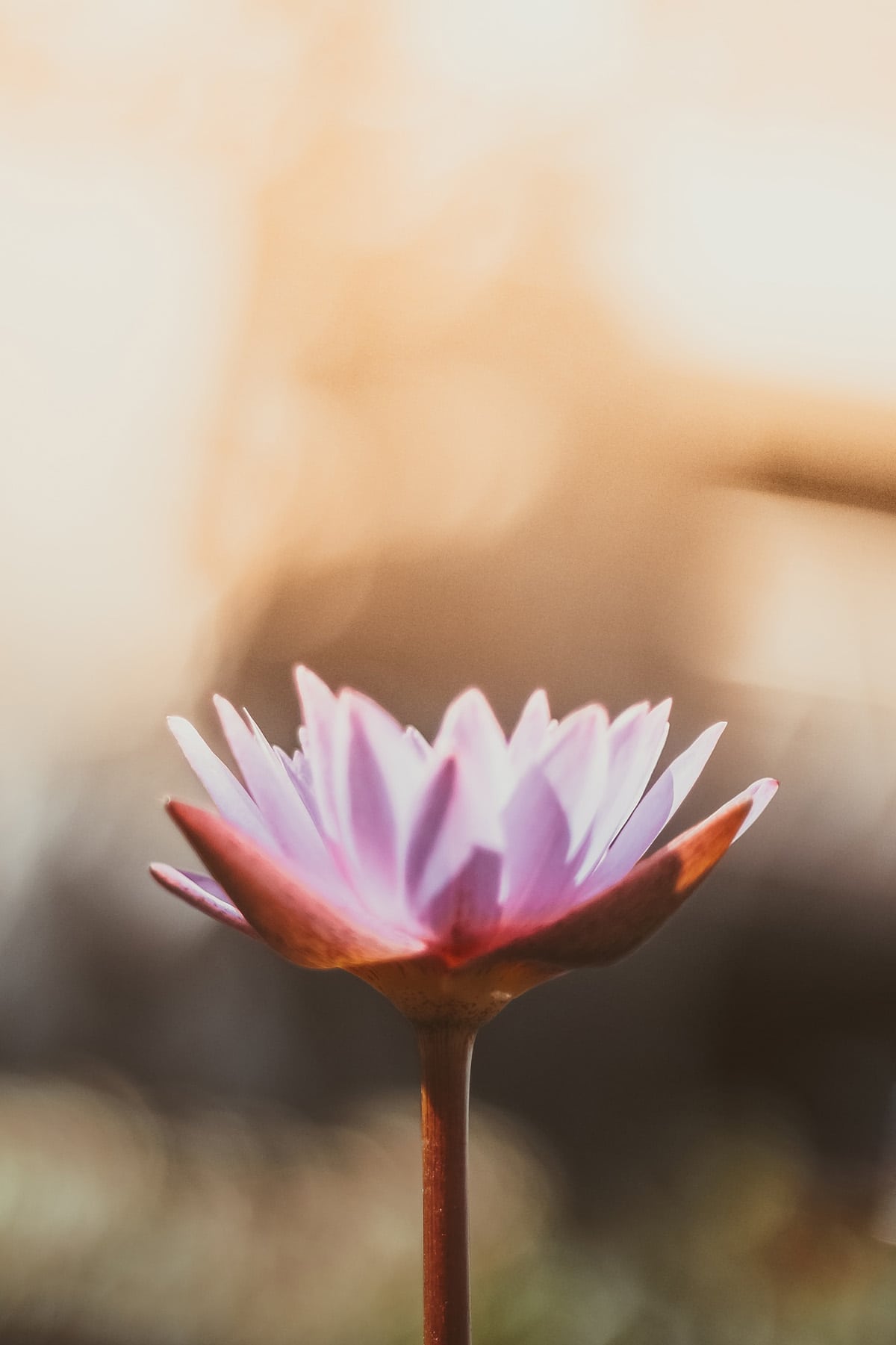 Lotus flower gently backlit by soft sunset light.
