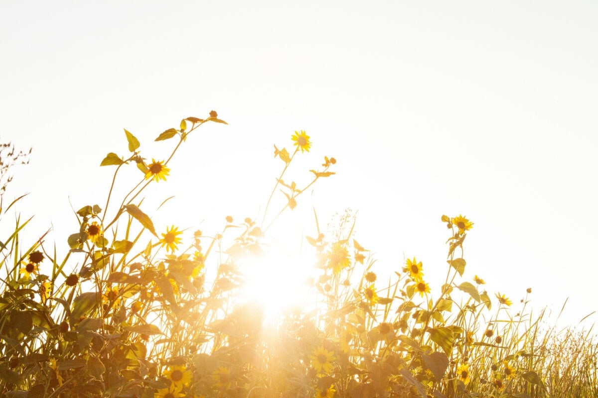A field of sunflowers, backlit by sunlight so bright the sky is washed out and white.