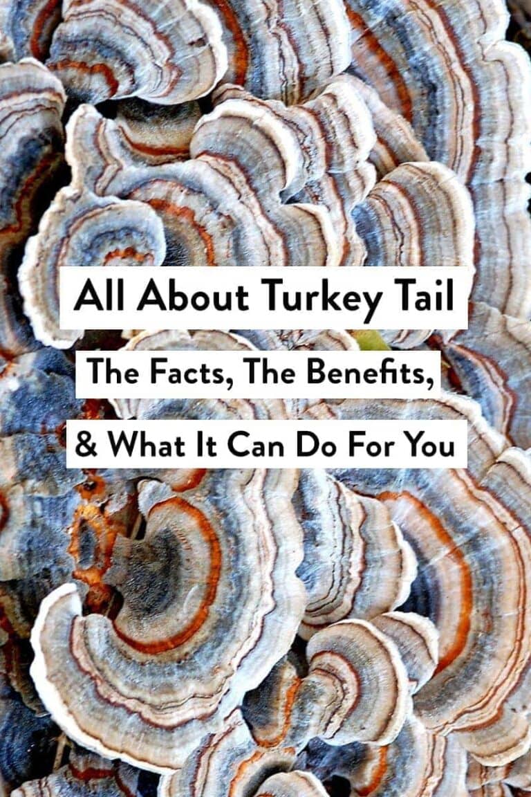 All About Turkey Tail & Its Benefits