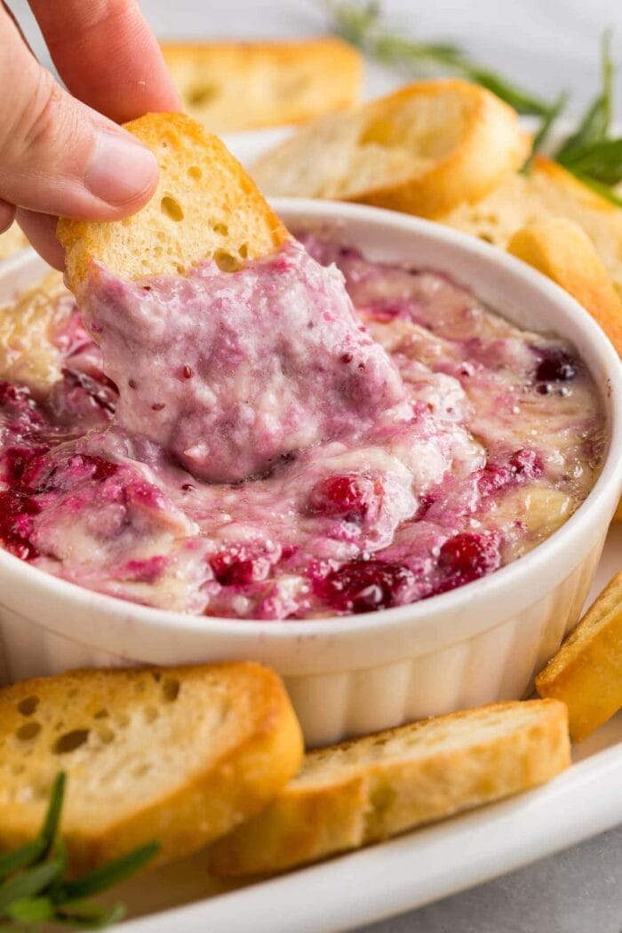 A piece of crostini being dipped into cranberry brie dip