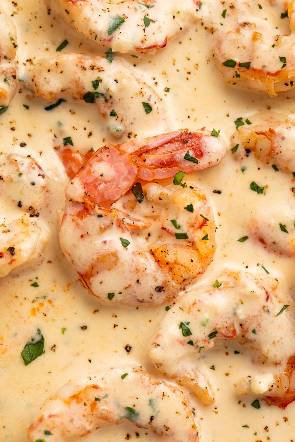 Close-up of a cooked, curled shrimp with a vibrant pink tail in a rich pale cream sauce dotted with herbs.
