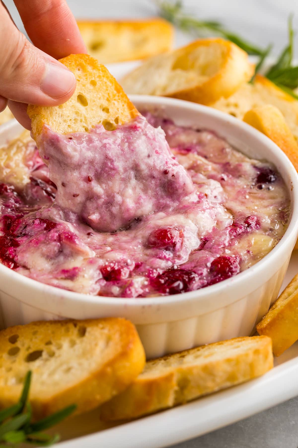 A white woman's hand holding a crostini and using it to scoop cranberry brie dip out of a ramekin.
