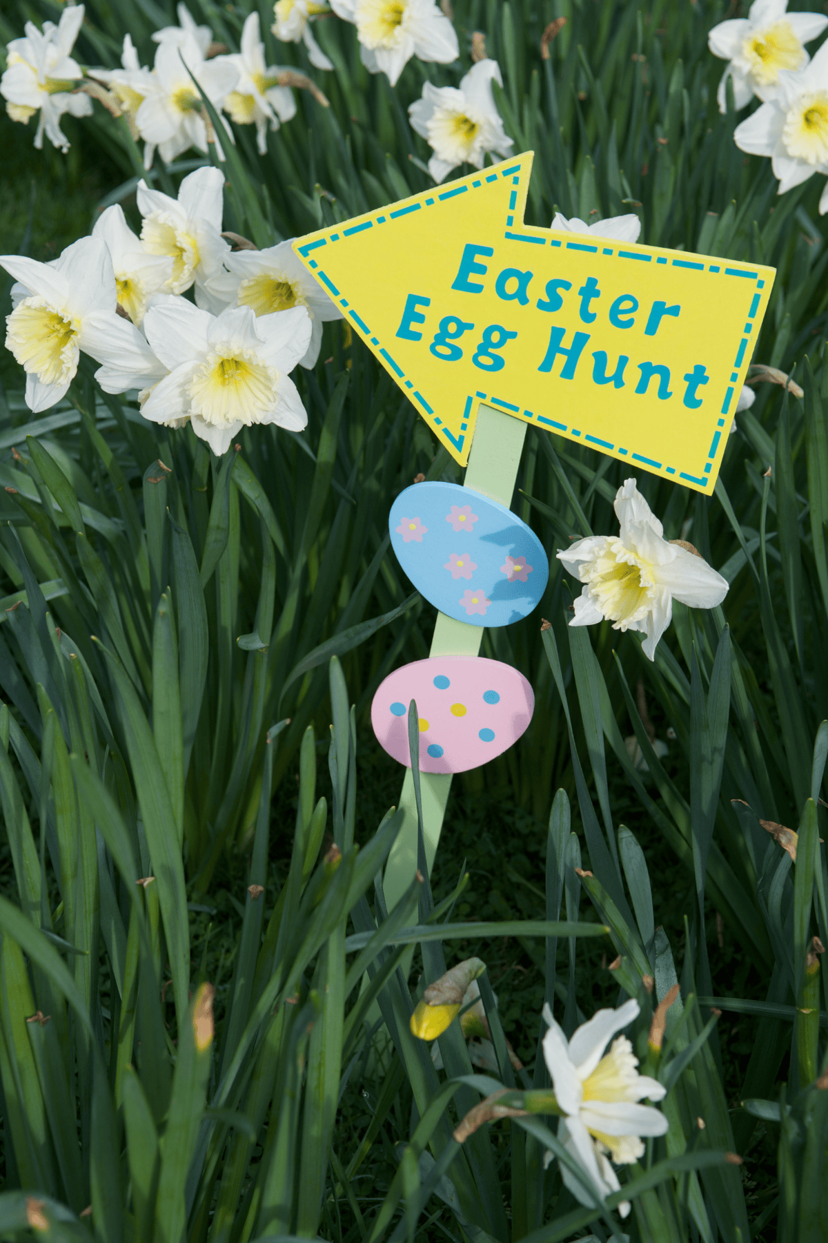 A yellow Easter egg hunt directional sign surrounded by white daffodils in a spring garden